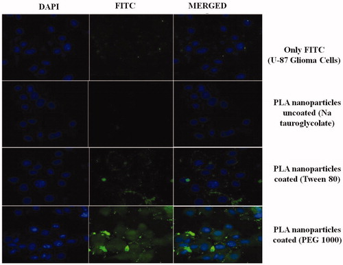 Figure 12. Nanoparticles enhance the cellular uptake by qualitative assessment using confocal microscopy on U-87 MG cells. Developed nanoparticles enhanced the cellular uptake of the particle as indicated by enhanced fluorescence.