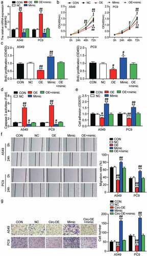 Figure 8. MiR-1206 overexpression contributed to the malignant phenotypes of LAC cells by inhibiting the expression of BMPR2. (a) RT-qPCR analysis was carried out for miR-1206 and BMPR2 mRNA expression in A549 and PC9 cells transfected with BMPR2-OE vector, miR-1206 mimic or both. (b) CCK-8 assay was carried out for detection the viability of A549 and PC9 cells transfected with BMPR2-OE vector, miR-1206 mimic or both. (c) BrdU proliferation assay was carried out for detection the proliferation of A549 and PC9 cells transfected with BMPR2-OE vector, miR-1206 mimic or both. (d) Caspase-3 activity assay was carried out for assessment the apoptosis of A549 and PC9 cells transfected with BMPR2-OE vector, miR-1206 mimic or both. (e) Cell adhesion assay was carried out for assessment the adhesion ability of A549 and PC9 cells transfected with BMPR2-OE vector, miR-1206 mimic or both. (f) Wound healing assay was carried out for assessment the migration ability of A549 and PC9 cells transfected with BMPR2-OE vector, miR-1206 mimic or both. (g) Transwell assay was carried out for assessment the invasion ability of A549 and PC9 cells transfected with BMPR2-OE vector, miR-1206 mimic or both. BMPR2-OE: BMPR2 overexpression, mimic: miR-1206 mimic, *P < 0.05, **P < 0.001 compared with control group, #P < 0.05, ##P < 0.001 compared with the BMPR2-OE + miR-1206 mimic group, ANOVA. Data were from three independent experiments and presented as the mean ± SD.