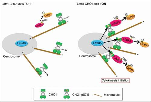 Figure 7. A model for the role of Lats1/2-CHO1-LIMK1 axis in preparation of cytokinesis initiation on centrosome. When Lats1/2-CHO1 axis is activated, LIMK1 is anchored to centrosomes by S716-phosphorylated CHO1, which in turn efficiently activates LIMK1 and promotes phosphorylation of Cofilin for preparation of cytokinesis initiation (right panel). If Lats1/2-CHO1 axis is not activated, CHO1 does not localize at centrosome, thereby decreasing the activating phosphorylation level and activation of LIMK1 to phosphorylate Cofilin (left panel). Eventually, dysregulation of Lats1/2-CHO1 axis fails to initiate cytokinesis.
