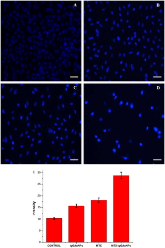 Figure 5. Images showing DAPI staining under phase contrast microscope after 24 h of treatment on A549 cells at their respective IC50 concentrations at Scale bar = 50 µM; 20X magnification. (A) Control of DAPI, (B) IgGAuNPs treated cells, (C) MTX treated cells, (D) MTX-IgGAuNPs treated cells, and (E) Graph showing change in intensity of DAPI stained control IgGAuNPs, MTX, and MTX-IgGAuNPs treated cells.