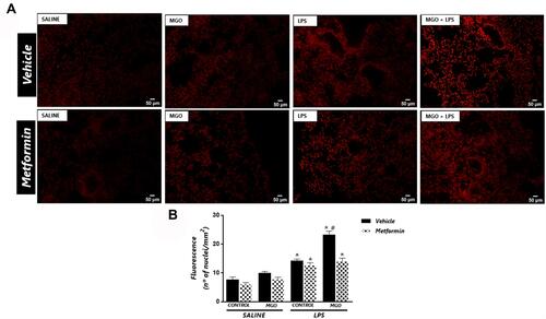Figure 8 Metformin reduces the increased the reactive-oxygen species (ROS) levels in lungs of lipopolysaccharide (LPS)-exposed mice treated with methylglyoxal (MGO). (A) shows representative photomicrographs of the lung sections, and (B) shows quantitative ROS levels through dihydroethidium (DHE)-induced fluorescence in all groups. Data are means ± SEM. *P < 0.05 compared with respective saline groups; #P < 0.05 compared with LPS-MGO group.