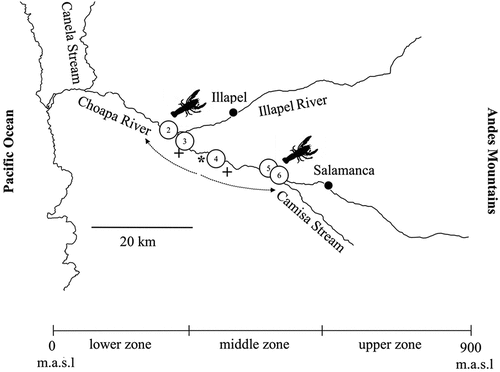 Figure 3. Altitudinal distribution range in the Choapa River Basin. + = semi-marshlands sectors. * = historical point of arrival to the river. The dashed arrows indicate the subsequent expansion towards the other areas of the basin.
