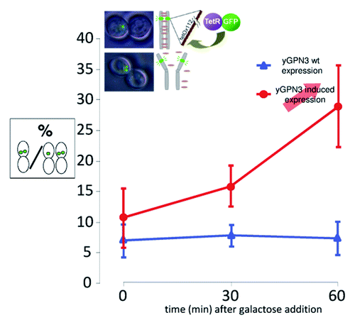 Figure 4. Cohesion defects increase upon yGPN3 overexpression. The graph represents the percentage of cells with double GFP dots in strain arrested in metaphase with nocodazole. yGPN3 expression was triggered by addition of galactose in the medium and cells were counted 30 and 60 min after galactose addition. Error bars represent SD from the mean value of a series or three independent experiments. In each experiment, counting was performed on 100 cells.