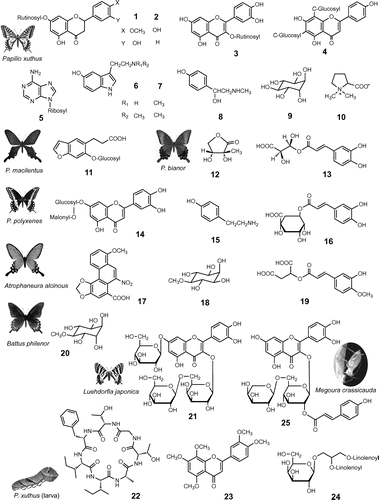 Fig. 1. Plant metabolites as host-finding cues in butterflies and aphids.Note: Oviposition stimulants of P. xuthus: hesperidin (1), narirutin (2), rutin (3), vicenin-2 (4), adenosine (5), 5-hydroxy-Nω-methyltryptamine (6), bufotenine (7), (−)-synephrine (8), (+)-chiro-inositol (9), (−)-stachydrine (10); P. macilentus: cnidioside A (11); P. bianor: (−)-2C-methyl-D-erythrono-1,4-lactone (12), (−)-4-(E)-caffeoyl-L-threonic acid (13); P. polyxenes: luteolin 7-O-(6″-O-malonyl)-β-D-glucopyranoside (14), tyramine (15), chlorogenic acid (16); A. alcinous: aristolochic acid I (17), sequoyitol (18), 3-hydroxy-4-methoxycinnamoylmalic acid (19); B. philenor: 17 and pinitol (20); L. japonica: isorhamnetin 3-O-glucopyranosyl-(l→6)-galactopyranoside-7-O-glucopyranoside (21). Larval-feeding stimulant of P. xuthus: citrusin I (22), isosinensetin (23), 1,2-dilinolenoyl-3-galactopyranosyl-sn-glycerol (24). Probing stimulants in an aphid, M. crassicauda: quercetin 3-O-α-L-arabinopyranosyl-(1→6)-(2″-O-(E)-p-coumaroyl)-β-D-galactopyranoside (25).