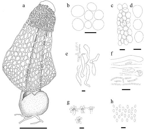 Figure 5. Line drawing of Phallus chiangmaiensis. (a) Fruiting body. (b) Cells of indusium. (c,d) Cells of pseudostipe. (e) Volva hyphae. (f) Rhizomorph hyphae. (g) Basidia. (h) Basidiospores. Scale bars: a = 50 mm, b–d = 50 μm, e = 10 μm, f = 20 μm, g–h = 5 μm.