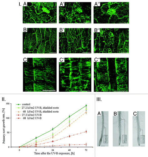 Figure 1. I. Cortical MTs organization in epidermal cells of A. thaliana in 2 h after the UV-B exposure: А − leaf, control; A' − leaf, 27.2 kJ/m2; A'' − leaf, 68 kJ/m2; B -hypocotyl, control; B' − hypocotyl, 27.2 kJ/m2; B'' − hypocotyl, 68 kJ/m2; C' − primary root transition zone, control; C' -primary root transition zone, 27.2 kJ/m2; C'' − primary root transition zone, 68 kJ/m2. Bar - 20 μm. II. A. thaliana primary roots growth after the direct exposure of both shielded and non-shielded seedlings to UV-B (27,2 and 68 kJ/m2). III. Primary roots morphology of shielded A. thaliana seedlings in 24 h after exposure to UV-B (27.2 and 68 kJ/m2): А − control; B - 27.2 kJ/m2; C − 68 kJ/m2. Bar - 200 μm.