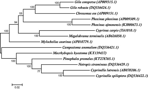 Figure 1. Phylogenetic tree generated using a maximum likelihood method and a general time reversal model based on fourteen complete mitochondrial genomes. The GenBank accession number is listed next to each species within the tree.