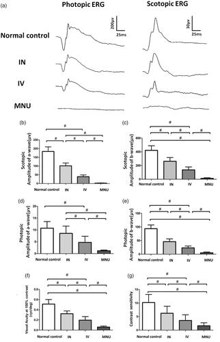 Figure 2. (A) Representative ERG responses of mice from different animal groups. (B) and (C) Scotopic a- and b-wave amplitudes in the MNU group were significantly smaller than that in the normal control group. The scotopic a- and b-wave amplitudes in the INas administered group was significantly larger than those in the IVen administered group. (D) and (E) The photopic a- and b-wave amplitudes in the MNU group were significantly smaller than those in the normal control group. The photopic a-wave amplitudes in the INas administered group was larger than that in the IVen administered group, however, the difference was not significant. The photopic b-wave amplitudes in the INas administered group was significantly larger than that in the IVen administered group, suggesting the INas delivery of EPO conferred pronounced protection on the ERG function of the MNU administered mice. (F) The mice in the IVen administered group responded better to the raster stimulus than those mice in the MNU group. The visual acuity in the IVen administered group was significantly larger than that in the MNU group. The visual acuity in the INas administered group was significantly larger compared with the IVen administered group. (G) The INas group had a contrast sensitivity significantly larger compared with the IVen administered group (ANOVA analysis followed by Bonferroni's post-hoc analysis was performed, #p < .01, for differences between groups; n = 10).