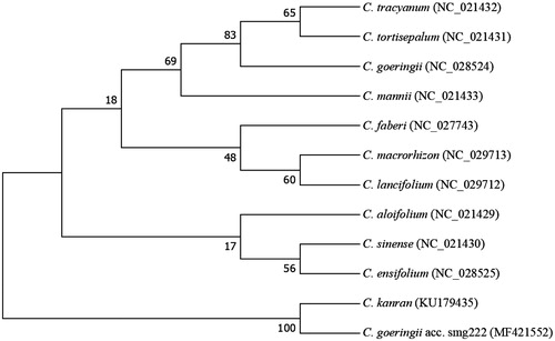 Figure 1. Neighbour-joining phylogenetic tree based on 12 complete chloroplast genome sequences of Cymbidium family. Numbers in the nodes indicate the bootstrap support values from 2000 replicates.