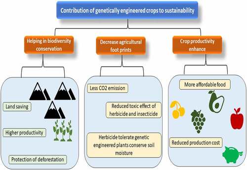 Figure 1. Contribution of genetically engineered crops for sustainability.