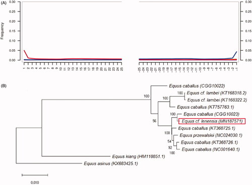 Figure 1. (A) Postmortem DNA damage patterns in DNA reads that were implemented for de novo assembling of Equus cf. lenensis mitochondrial DNA sequence. (B) Maximum likelihood phylogenetic tree reconstruction of the Equidae species, including the extinct Pleistocene Equus cf. lenensis horse based on their CDS.