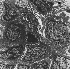 Figure 6 Glomerulus with normal appearance in Group 4. Podocytes (p), Basal laminae (Bl), pedicels of podocytes (pd). X 7087.