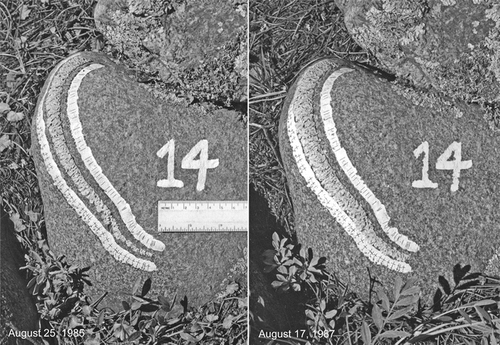 Figure 5 Photographs of an experimentally modified Xanthoparmelia coloradoensis thallus, showing reference crosses and aiming lines used to measure radial growth. By the conclusion of the two-year study, new lobes had begun to form along the knife-cut inner margin of the wedge. The lobes were widely spaced, however, and were too small to be clearly visible in the photograph.