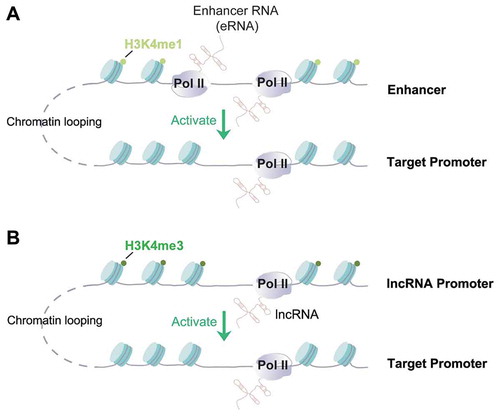 Figure 1. Mechanistic similarity between enhancer RNAs (eRNAs) and some enhancer-derived lncRNAs.