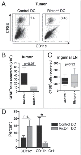 Figure 3. I.t.-delivered rictor−/− DC show similar migration to draining lymphoid tissue, but reduce the frequency of MDSC within the tumor. 5 × 106 CFSE-labeled control DC or Rictor−/− DC were injected i.t. on day 7 post-tumor inoculation in B16-melanoma-bearing B6 mice. After 3 d, tumors, spleens and tumor-draining inguinal lymph nodes were harvested and cells isolated. (A) Plots show the percentages of CFSE+ DC recovered from the tumor. (B, C) Absolute numbers of CFSE+ DC recovered from the tumor (B) and inguinal lymph nodes (C). Box plots show median, 25%- and 75%-quartiles, and both extreme values. (D) Percent CD11c+ and CD11b+Gr1+ cells in the tumor shown as means + SD for three animals per group. *p < 0.05.