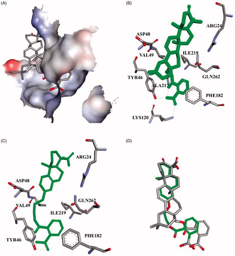 Figure 3. C10a and 15 docked in the PTP1B active site (PDB ID: 2B07Citation34). (A) Only the active site was shown, displaying the protein in surface representation and ligand C10a in stick representation; (B) C10a, Coloured green and displayed in stick representation, bound to these important residues in the interior of the active site. All hydrogen atoms are omitted for clarity; (C) 15 bound to the important residues in the interior of the active site; (D) The overlapping docking modes of C10a and 15.