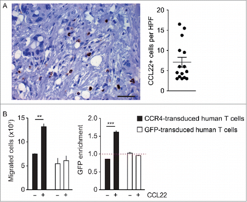 Figure 5. CCL22 is expressed in human pancreatic cancer tissue and induces the migration of CCR4-transduced human T cells. (A) Paraffin-embedded samples of 15 patients suffering from human pancreatic ductal adenocarcinoma were stained with anti-human CCL22 antibody (400-fold magnification, scale bar 50 µm). The average number of CCL22-expressing cells per high power field was calculated separately for every case. (B) Primary T cells obtained from human peripheral blood mononuclear cells (PBMC) were transduced with CCR4-GFP or GFP and were used for a transwell migration assay toward CCL22 (50 ng/mL). Numbers and GFP expression of migrated cells were analyzed by flow cytometry. Data are shown as mean of triplicates ± SEM and are representative for two independent similar experiments with human T cells. p values were determined by the unpaired Student's t-test. **p < 0.01; ***p < 0.001.