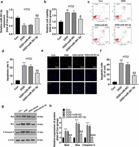 Figure 3. Overexpression of miR-381-3p alleviated neuronal injury. miR-381-3p mimics and the negative control (miR-NC) were transfected into HT22 hippocampal neurons under OGD treatment. A: qRT-PCR ascertained the profile of miR-381-3p in HT22 neurons. B: CCK8 assay evaluated HT22 cell viability. C-D: Flow cytometry (c) and TUNEL assay (d) tracked HT22 cell apoptosis. Scale = 50 μm. E: Western blot detected apoptotic proteins (Bad, Bax, Caspase3) in HT22 cells. **P < 0.01, ***P < 0.001 (vs. the Con group), &P < 0.05, &&P < 0.01 (vs. the OGD+miR group). Statistics were displayed as mean ± SD, N = 3.