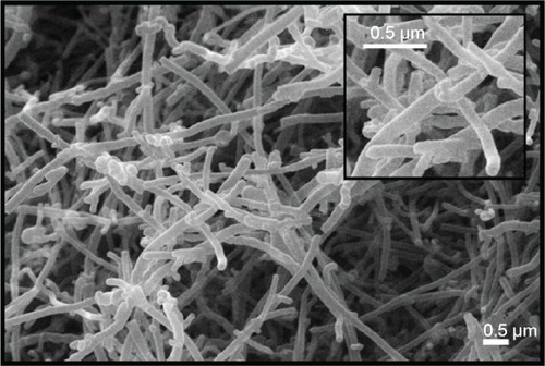Figure 1 Scanning electron microscopic images of carbon nanofiber (CNF).Notes: The diameter of CNFs is approximately 150–200 nm, and the length of CNFs is approximately 3–15 μm. The scale bars correspond to 0.5 μm.