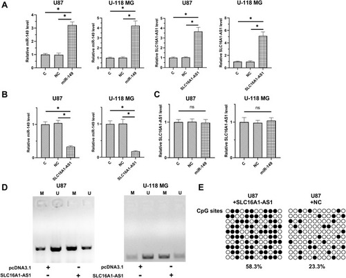 Figure 3 Overexpression of SLC16A1-AS1 downregulated miR-149 through methylation in U87 and U-118 MG cells. To explore the possible interaction between SLC16A1-AS1 and miR-149, U87 and U-118 MG cells were transfected with either SLC16A1-AS1 expression vector or miR-149 mimic. RT-qPCR was performed to confirm the overexpression of SLC16A1-AS1 and miR-149 in U87 and U-118 MG cells (A). The effects of SLC16A1-AS1 overexpression on miR-149 (B) and the effects of miR-149 overexpression on SLC16A1-AS1 (C) were also explored by RT-qPCR. MSP was performed to analyze the effects of SLC16A1-AS1 overexpression on the methylation of miR-149 gene (D). BSP was also performed in U87 cell lines to detect the overall methylation status of miR-149, the result showed SLC16A1-AS1 increase the methylation levels compared to control cell (58.3% versus 23.3%) (E). M, methylation; U, unmethylation; ○: CpG site unmethylation; ●: CpG site methylation; mean values were presented and compared, *p < 0.05.