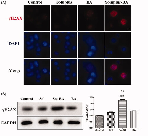 Figure 6. Soluplus-BA micelles induce DNA double-strand breaks. (A) MDA-MB-231 cells were treated with BA or Soluplus-BA micelles for 48 h, the expression of γH2AX was detected by immunofluorescence. (Bar = 50 µm). (B) Expression of γH2AX was analyzed by Western blot. **p < 0.05 vs control group, ##p < 0.05 vs. free BA group.