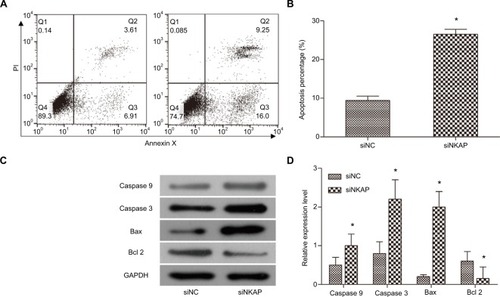 Figure 3 Downregulation of NKAP induced apoptosis.Notes: (A and B) MCF-7 cell apoptosis detected by flow cytometer. (C and D) The expression of apoptosis-associated proteins detected by Western blot. *P<0.05 compared with NC.Abbreviation: PI, propidium iodide.