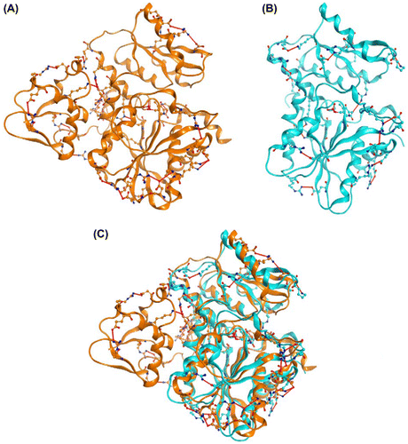 Fig. 5. Intramolecular electrostatic interaction of (A) OPSS (orange, PDB code 3vsa, and chain A) and (B) OASS-B (cyan, PDB code 2v03) and (C) superposition of (A) and (B).Notes: Red line shows electrostatic interaction formed between amino acid residues shown in Tables 2 and 3. Carbon, nitrogen, oxygen, and phosphorus atoms are shown as orange (OPSS) or cyan (OASS-B), blue, red, and pink balls, respectively. Illustration was created with MOE (ver.2011.10; Chemical Computing, Group, Montreal Canada).