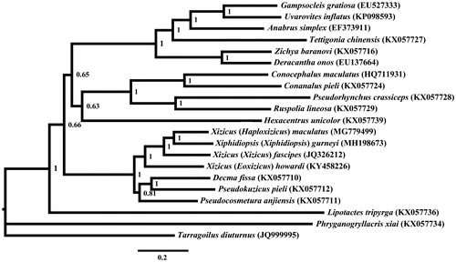 Figure 1. Phylogenetic reconstruction of Tettigoniidae using mitochondrial PCGs and rRNA concatenated dataset.