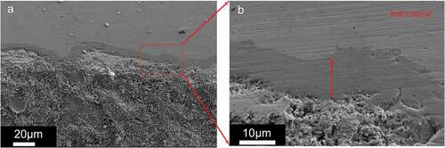 Figure 6. SEM cross section of specimen under higher oxygen potential.