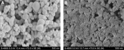 Figure 3 SEM photographs of nanoparticles.Notes: (A) Fe3O4-SF nanoparticles with an Fe3O4/SF ratio of 3:20; (B) MTX-Fe3O4-SF nanoparticles (drug load =20%).Abbreviations: MTX, methotrexate; SEM, scanning electron microscope; SF, silk fibroin.