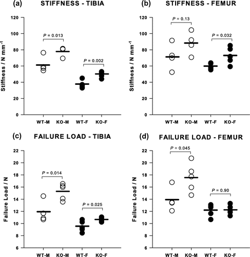 Figure 3. Mechanical properties of tibiae from Cnr2-/- mice measured by three-point bending compared with WT animals. The bending stiffnesses of (a) tibiae and (b) femora and the failure loads of (c) tibiae and (d) femora were generally greater in female KO animals although this was not always significant.