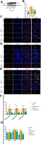 Figure 4 Pretreatment with edaravone attenuated propofol-induced neuroapoptosis in the hippocampus of P7 rats. (A) Representative Western blot of cleaved caspase-3 in the hippocampus 6 h in five groups. The quantitative analysis of cleaved caspase-3 at 6h (B). (C–E) Representative TUNEL images of neurons (C), astrocytes (D) and microglial cells (E) in the hippocampal areas. Green staining indicated TUNEL positive cells and red staining indicated neurons, astrocytes and microglial cells. Scan bar = 50μm (20X), 20μm (40X). (F) Quantification of TUNEL positive cells of neurons, astrocytes and microglial cells in the hippocampal areas. (G) Quantification of positive cells of neurons, astrocytes and microglial cells in the hippocampal areas. Results were the mean ±SD. *p <0.05, ***p<0.001 as compared with control group. #p<0.05, ##p<0.01, ###p<0.001 as compared with propofol group.