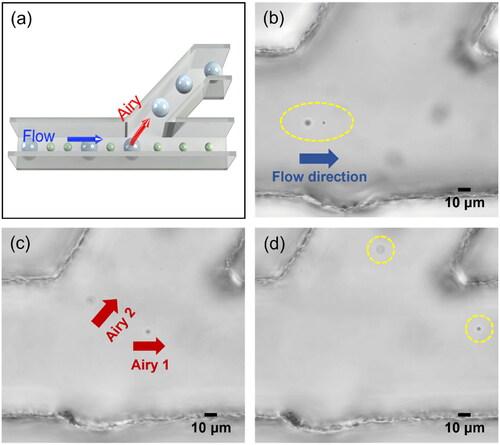 Figure 4. Optofluidic sorting in microfluidic system. (a) Schematic of optofluidic sorting of 2 μm and 4 μm PS particles. (b, c) 2 μm and 4 μm particles were propelled into different heights and directions with r˜ = 0.5, θ = 0.25π and r˜ = 0.2, θ = 0.5π, respectively. (d) The 2 μm and 4 μm particles were sorted into the top and bottom channels, respectively.