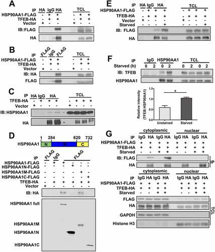 Figure 4. HSP90AA1 interacted with TFEB. (A and B) HSP90AA1 binds to TFEB in co-IP assay. SN4741 cells were co-transfected with TFEB-HA and HSP90AA1-FLAG plasmids. For (A), TFEB-HA was immunoprecipitated from the lysates with an anti-HA antibody and the precipitates were blotted with an anti-FLAG antibody and the same membrane was re-blotted with anti-HA (left three lanes). The levels of the expressed proteins in whole lysates were determined with anti-FLAG and anti-HA antibodies (right three lanes). For (B), HSP90AA1-FLAG was immunoprecipitated from the lysates by an anti-FLAG antibody and the precipitates were blotted with an anti-HA antibody and the same membrane was re-blotted with an anti-FLAG antibody (left three lanes). The levels of FLAG and HA signals were determined by blotting the whole lysates as shown (right three lanes). TCL, total cell lysate. (C) TFEB-HA binds to endogenous HSP90AA1. SN4741 cells were transfected with TFEB-HA plasmid. TFEB-HA was immunoprecipitated from the lysates by an anti-HA antibody and the precipitates were blotted with an anti-HSP90AA1 antibody and the same membrane was re-blotted with an anti-HA antibody (left four lanes). The whole lysates were blotted with anti-HSP90AA1 and anti-HA antibodies (right four lanes). (D) The middle domain of HSP90AA1 (HSP90AA1-M) binds to TFEB. SN4741 cells were co-transfected with TFEB-HA and HSP90AA1-FLAG full length, HSP90AA1N-FLAG (1–264 aa), HSP90AA1C-FLAG (265–620 aa), or HSP90AA1M-FLAG (621–732 aa) (diagram) plasmids for 36 h. Lysates were immunoprecipitated with an anti-FLAG antibody and blotted with an anti-HA antibody (top panel). The same membrane was blotted with an anti-FLAG antibody (bottom panel). (E) Starvation increases the binding between HSP90AA1 and TFEB. SN4741 cells were co-transfected with TFEB-HA and HSP90AA1-FLAG plasmids for 36 h and then starved for 2 h. Immunoblotting was carried out as described in (A). (F) Endogenous HSP90AA1 interacts with endogenous TFEB. Endogenous HSP90AA1 was immunoprecipitated from the lysates by an anti-HSP90AA1 antibody and the precipitates were blotted with an anti-TFEB antibody, and the same membrane was re-blotted with an anti-HSP90AA1 antibody (left four lanes). The whole lysates were blotted with anti-TFEB and anti-HSP90AA1 antibodies (right four lanes). The graph shows the quantification of TFEB levels (mean ± SEM, n = 3; *p < 0.05). (G) HSP90AA1 and TFEB interact in the cytoplasmic compartment. SN4741 cells were co-transfected with TFEB-HA and HSP90AA1-FLAG plasmids for 36 h and then starved for 2 h. The cytosolic and nuclear fractions were used for immunoprecipitation and immunoblotting as described in (A).