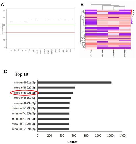 Figure 5 High-throughput sequencing of miRNAs in EPC-derived exosomes. (A) Sequencing quality. A block diagram showing the quality of four sample read sequences. The X-axis is the base position of each reading. The Y-axis is the sequence quality score. A median value of the sequencing quality score less than 20 indicates poor sequencing quality, and a value higher than 30 indicates better sequencing quality. (B) Cluster analysis of miRNA expression profiles. Red represents high expression, purple represents low expression. (C) The top 10 miRNAs expressed in endothelial progenitor exosomes. MiRNA-221-3p was indicated by red circle.
