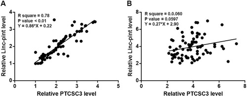 Figure 3 Expression levels of PTCSC3 and Linc-pint were significantly correlated in cancer tissues. Pearson’s correlation coefficient analysis showed that expression levels of PTCSC3 and Linc-pint were significantly correlated in cancer tissues (A) but not in paracancerous tissues (B).