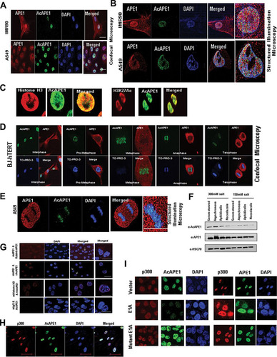 FIG 1 AcAPE1 is exclusively associated with chromatin and remains bound to the condensed chromosomes. (A and B) Asynchronous normal lung fibroblast IMR90 cells and lung adenocarcinoma A549 cells were immunostained with anti-APE1 and anti-AcAPE1 Abs, counterstained with DAPI, and visualized by confocal microscopy and 3D SIM. (C) Colocalization of AcAPE1 with histone H3 or active enhancer-specific histone marker acetylated H3K27 (H3K27Ac). (D) BJ-hTERT cells were serum starved for 72 h and then fixed at different time points. Cells were immunostained with anti-APE1 and anti-AcAPE1 Abs and counterstained with anti-TO-PRO-3 iodide Ab. (E) Mitotic A549 cells were immunostained with anti-APE1 and anti-AcAPE1 and visualized by 3D SIM. (F) BJ-hTERT cells were either serum starved for 72 h (G0/G1 phase), treated with nocodazole (mitotic cells) or aphidicolin (G1/S phase synchronized cells), or untreated, and whole-cell extracts were isolated using 150 mM or 300 mM salt-containing lysis buffer. Western blot analysis for anti-APE1 and anti-AcAPE1 levels was performed. Anti-HSC70 was used as loading control. (G) A proximal ligation assay was performed with mouse anti-APE1 and rabbit anti-APE1 (mAPE1 & Rabbit-APE1), mouse anti-mouse APE1 and rabbit anti-AcAPE1 (mAPE1 & rAcAPE1), and rabbit anti-AcAPE1 and mouse anti-histone H3 (mHistone H3 & rAcAPE1) to confirm the chromatin association of AcAPE1. Mouse IgG (mIgG) and rabbit anti-AcAPE1 were used as a control. At least 50 cells were counted for PLA foci. (H) Colocalization of p300 and AcAPE1 on chromatin (DAPI). (I) HCT116 cells were transfected with E1A and mutant E1A, and at 48 h after transfection, IF was performed. Cells were immunostained with anti-p300 and anti-APE1 or anti-AcAPE1 and counterstained with DAPI.