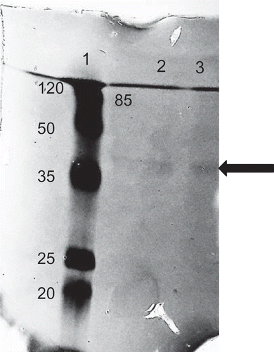 Figure 2. Sodium dodecyl sulphate-polyacrylamide gel electrophoresis (SDS-PAGE) zymograme of peroxidase (wPOD) purified from wheat (Triticum aestivum ssp. Vulgare). Molecular weight markers (Lane 1), and gel filtration peak (Lane 2–3).
