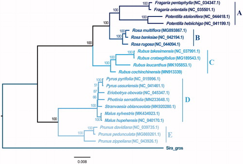 Figure 1. Maximum-likelihood tree of Rosaceae base on complete chloroplast genomes, Bootstrap support values are shown next to the nodes. Tribes A ∼ E respectively represented as following: Potentilleae, Roseae, Rubeae, Maleae and Amygdaleae.