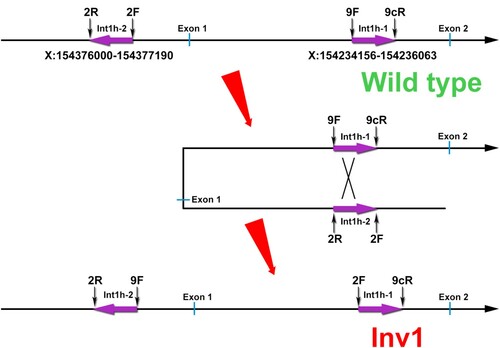 Figure 1. Schematic description of F8 Inv1. In wild type, the int1h-1 could be amplified using 9F + 9cR, and the int1h-2 could be amplified using 2F + 2R. In F8 Inv1 patients, int1h-1 could be amplified using 2F + 9cR, and the int1h-2 could be amplified using 9F + 2R.