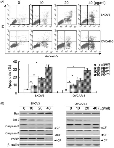 Figure 3. Asiatic acid induces apoptosis in ovarian cancer cells. (A) After treatment with asiatic acid for 48 h, SKOV3 and OVCAR-3 cells were stained with annexin-V and PI and analysed by flow cytometry. Representative flow cytometric dot-plots are shown in the upper panel. Bar graphs in the lower panel show quantification of annexin-V-positive apoptotic cells. *p < 0.05. (B) Western blot analysis of apoptosis-related proteins. Representative blots from three independent experiments are shown. CF: cleaved form.