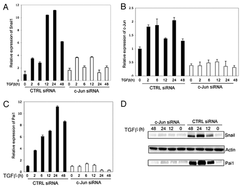 Figure 8. c-Jun promotes TGFβ-induced expression of pro-invasive Snail in prostate cancer cells. RNA and cell lysates were derived from PC-3U cells transiently transfected with non-targeting control siRNA (CTRL siRNA) or c-Jun specific siRNA (c-Jun siRNA) and treated as indicated, were subjected to qRT-PCR (A–C). (D) Cell lysates were subjected to immunoblotting for Snail and PAI1.Actin served as internal control.