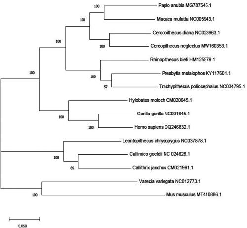 Figure 1. Phylogenetic relationship of 13 primate species based on Maximum likelihood model. Genbank accession Number: Homo sapiens (DQ246832.1), Gorilla gorilla (NC001645.1), Hylobates moloch (CM020645.1), Varecia variegate variegate (NC012773.1), Presbytis melalophos mitrata (KY117601.1), Rhinopithecus bieti (HM125579.1), Papio anubis (MG787545.1), Macaca mulatta (NC005943.1), Cercopithecus diana (NC023963.1), Leontopithecus chrysopygus (NC037878.1), Callimico goeldii (NC024628.1), Callithrix jacchus (CM021961.1), Trachypithecus poliocephalus (NC034795.1). Mus musculus (MT410886.1) was set as outgroup taxon.
