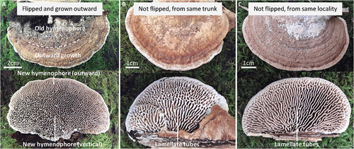 Figure 4. Effect of growth direction on hymenophore configuration. A. A basidiocarp flipped by natural events in which the old hymenophore is partly obscured by a new pileus and there has been substantial outward growth since being flipped. The new (vertical) hymenophore configuration is almost hydnoid, and lamellate tubes with radial orientation are confined to the new part formed by outward growth. B. Basidiocarp from the same trunk as A with no obvious signs of having been flipped and in which the hymenophore configuration at the base has numerous lamellate tubes. C. Basidiocarp from the same location as A–B, but from a different trunk, in which the hymenophore configuration at the base has numerous lamellate tubes.