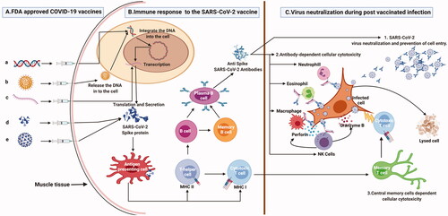 Figure 2. The figure explains about the different COVID-19 vaccine platforms, the immune response to the vaccine and the protective immune response during the post-vaccination infection. (A) Different COVID-19 vaccine platforms. a. DNA vaccine in which SARS-CoV-2 spike open reading frame (ORF) is cloned into a plasmid DNA which will be injected intramuscularly; b. Viral vector platforms in which, the spike protein ORF is cloned into adenovirus genome to form an infectious recombinant virus which will be injected intramuscularly; c. mRNA vaccine, in which SARS-CoV-2 spike mRNA is chemically synthesized and enclosed with lipid nanoparticles then it is injected into human body; d. Protein vaccine in which total or subunit part of spike protein is mixed with specific adjuvant before being injected into human system; e. Inactivated virus vaccine whereby SARS-CoV-2 virus is chemically inactivated, mixed with specific adjuvant then injected intramuscularly. (B) Immune response to the SARS-CoV-2 vaccine: Once in the human body, the different vaccine platforms will synthesize or deliver SARS-CoV-2 total or subunit spike protein which will induce specific memory immune response against SARS-CoV-2 virus. (C) SARS-CoV-2 virus neutralization during post-vaccination infection. 1. If an infection occurs after vaccination, anti-SARS-COV-2 antibodies bind to the SARS-CoV-2 virus and inhibit its attachment to the host cell. 2. Antibody Dependent Cellular Cytotoxicity: The anti-spike antibodies recognize the spike antigen on the infected cells. Four major immune effector cells (neutrophils, eosinophils, macrophages, and NK cells) will recognize the cell bounded antibodies and infected cells and the killing is achieved by cytolytic processes. 3. The memory T cells are quickly converted into cytotoxic T cells and eliminate the infected cells.