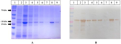 Figure 6. Ni-NTA (IMAC) protein purification of HEV helicase. Figure 6(A) represents Coomassie Brilliant Blue stained 12% SDS-PAGE. Lane 1 contains the pre-stained protein marker; Lanes 2 and 3 have the 0.5% NLS solubilised protein fraction sample; lane 4 contains flow-through; lanes 5, 6, and 7 include the wash. Lanes 8 and 9 have different elution fractions. Figure 6(B) represents the western blot analysis of the same samples. Lane 1 contains the pre-stained protein marker; Lanes 2 and 3 have the 0.5% NLS solubilised protein fraction sample; lane 4 contains flow-through; lanes 5, 6, and 7 include the wash. Lanes 8 and 9 have different elution fractions probed with anti-helicase-specific antibody in 1:3000 dilutions.