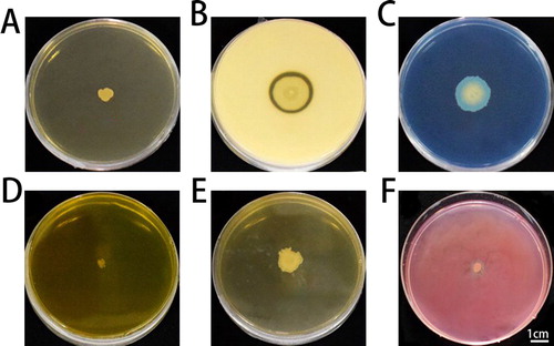 Figure 4. Production of enzymes and secondary metabolites by ZW-10.HCN test (A); protease text (B); peroxidase test (C); chitinase test (D); gelatinase assay (E); cellulase assay (F).