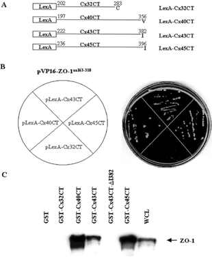 Figure 2 Interaction of ZO-1 with other connexins. (A) Schematic representation of LexA fusion constructs of the C-terminal tails of Cx32, Cx40, Cx43, and Cx45. (B) Yeast strain L40 was cotransformed with pVP16-ZO-1aa163 - 310and the indicated plasmids as shown on the left. Cotransformed yeast cells were preselected by plating on synthetic medium lacking tryptophan and leucine. The individual Leu+Trp+ transformants were then streaked onto the corresponding section of synthetic medium plates without tryptophan, leucine, and histidine and the plates were incubated at 30°C for three days. Only yeast expressing constructs that bound to the VP16-ZO-1aa163 - 310grew on the LeuTrpHis−plates (shown on the right). (C) Interaction of ZO-1 with different connexins. Whole cell lysate (300 μ g) of Sf9 cells infected with baculovirus expressing full length ZO-1 was incubated with 20 μ g of GST or GST-Cx32CT, GST-Cx40CT, GST-Cx45CT, GST-Cx43CT, or GST-Cx43CTΔI382 fusion proteins prebound to glutathione-agarose beads. Whole cell lysate (20 μ g, WCL) and GST fusion proteins eluted from the beads in SDS sample buffer were resolved by SDS-PAGE, electrotransferred to an Immobilon P membrane and immunoblotted with ZO-1 antibody. The position of ZO-1 is shown at the right.
