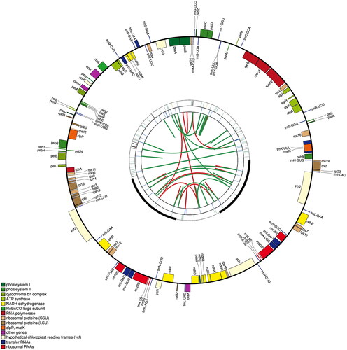 Figure 2. Graphic representation of features identified in P. phaeosticta chloroplast genome using CPGAVAS2. The functional classification is shown at the bottom left.