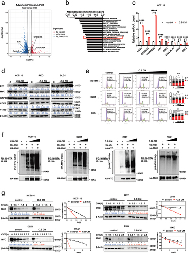 Figure 2. C.B instigates MYC ubiquitination and destabilization in regulating CRC progression.